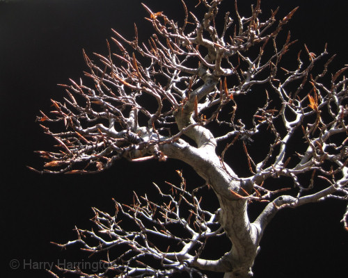 beech bonsai
